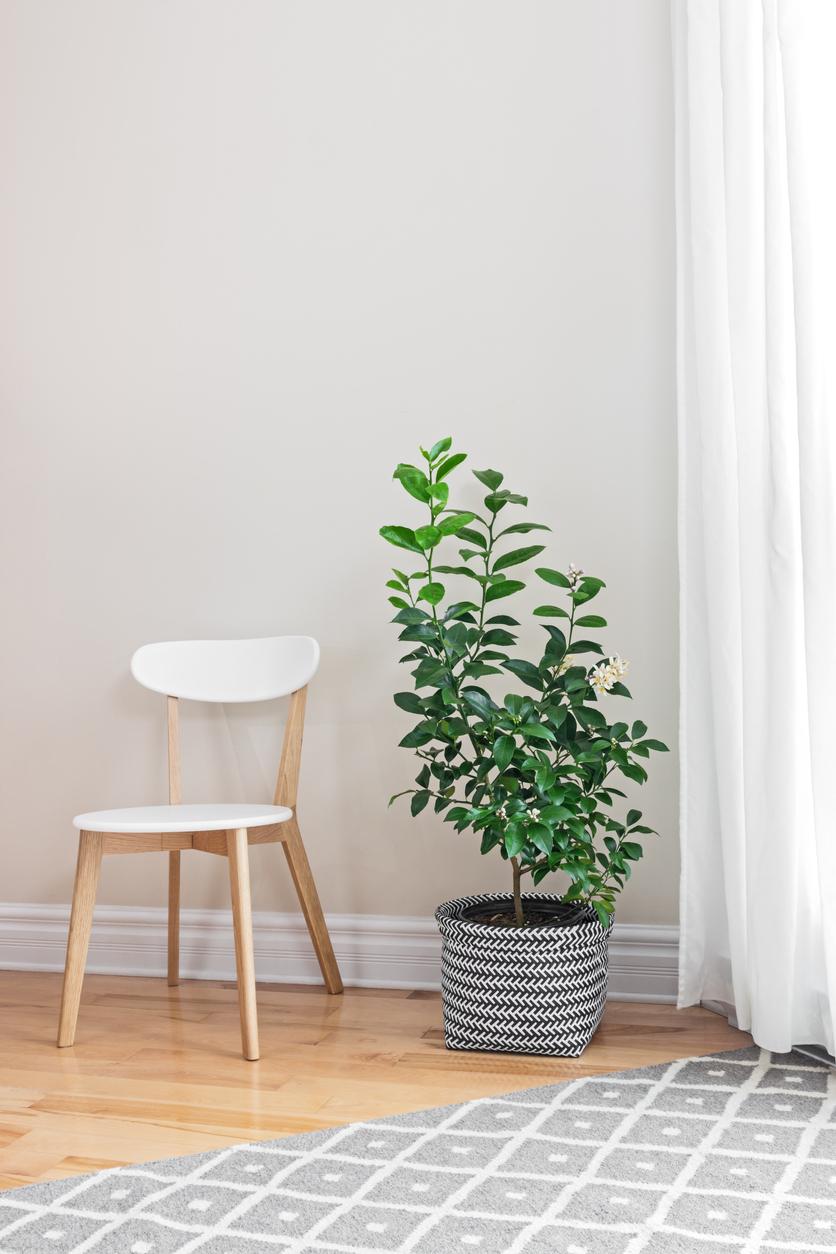 How to grow lemon trees indoors