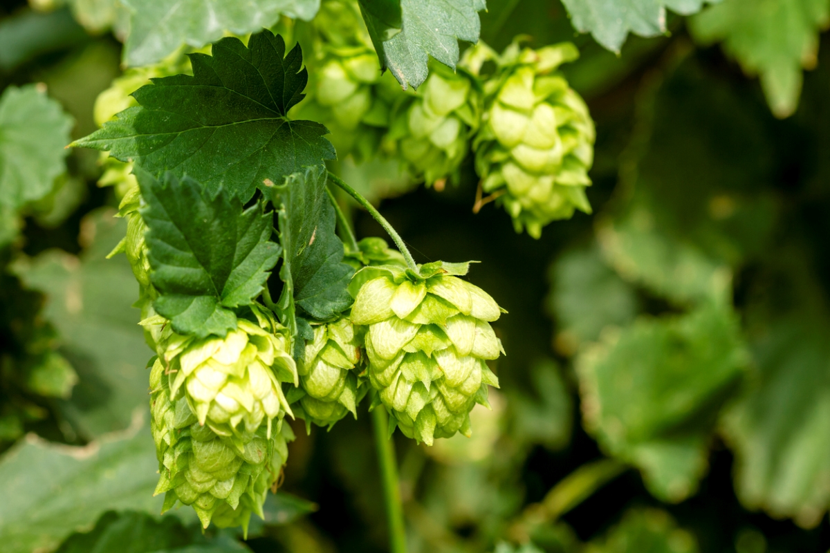 Close up of hops plants