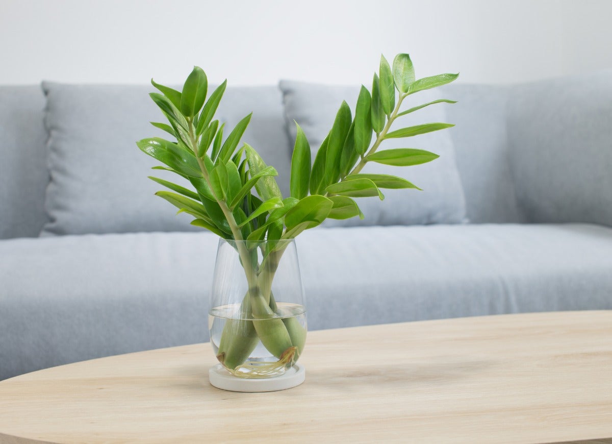 The 12 Hottest Houseplants for Your Home Office, According to the Masses