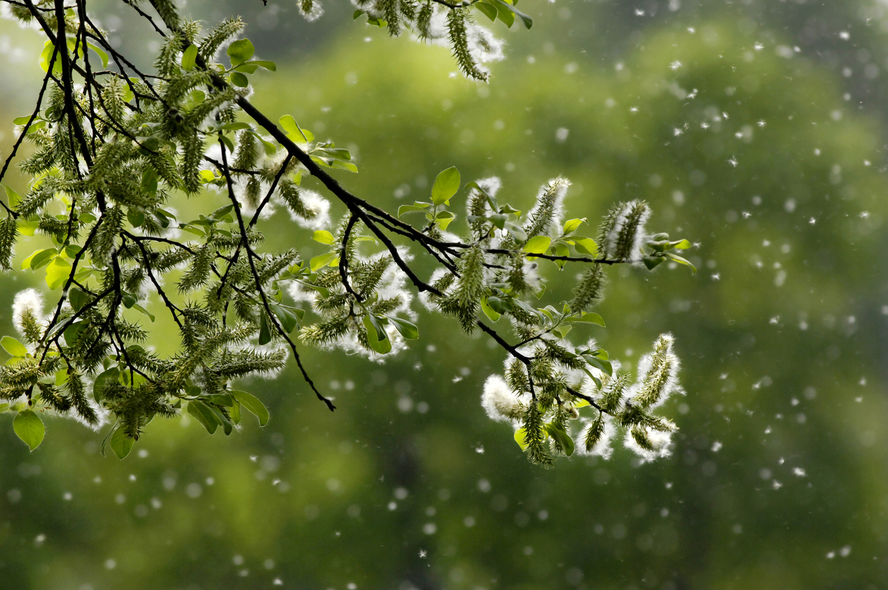 tree branch with white blossoms giving off clusters of pollen