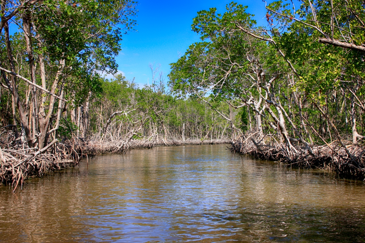 View of mangroves