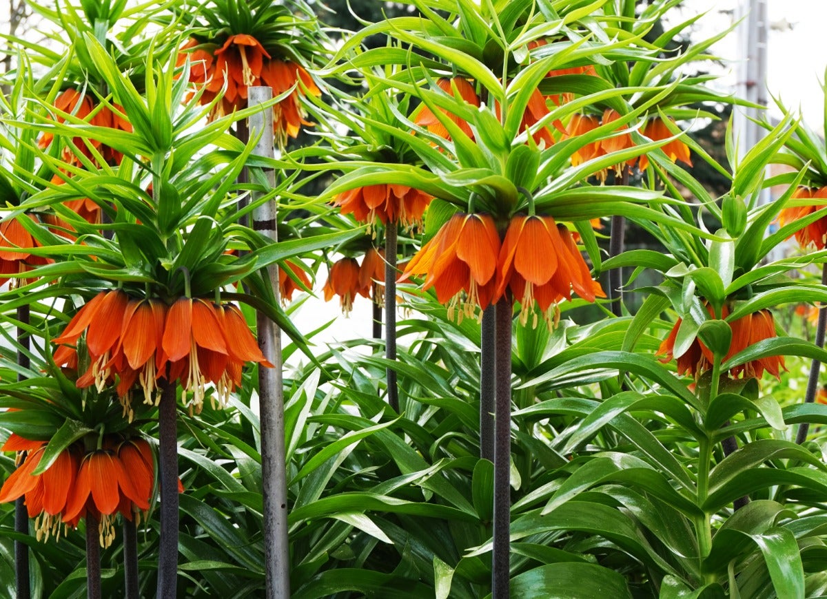 8 jolies plantes qui puent !