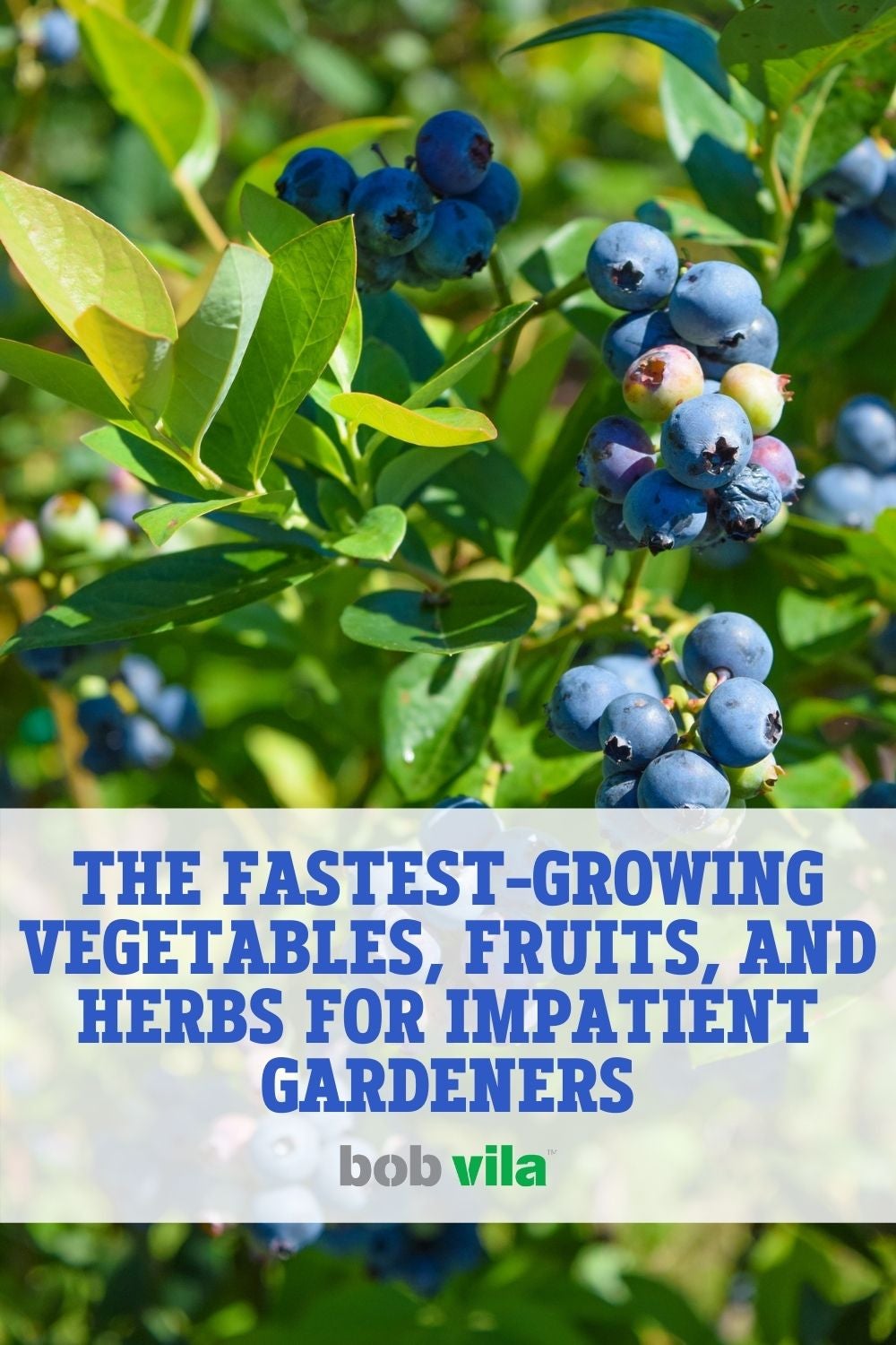 The Fastest-Growing Vegetables, Fruits, and Herbs for Impatient Gardeners