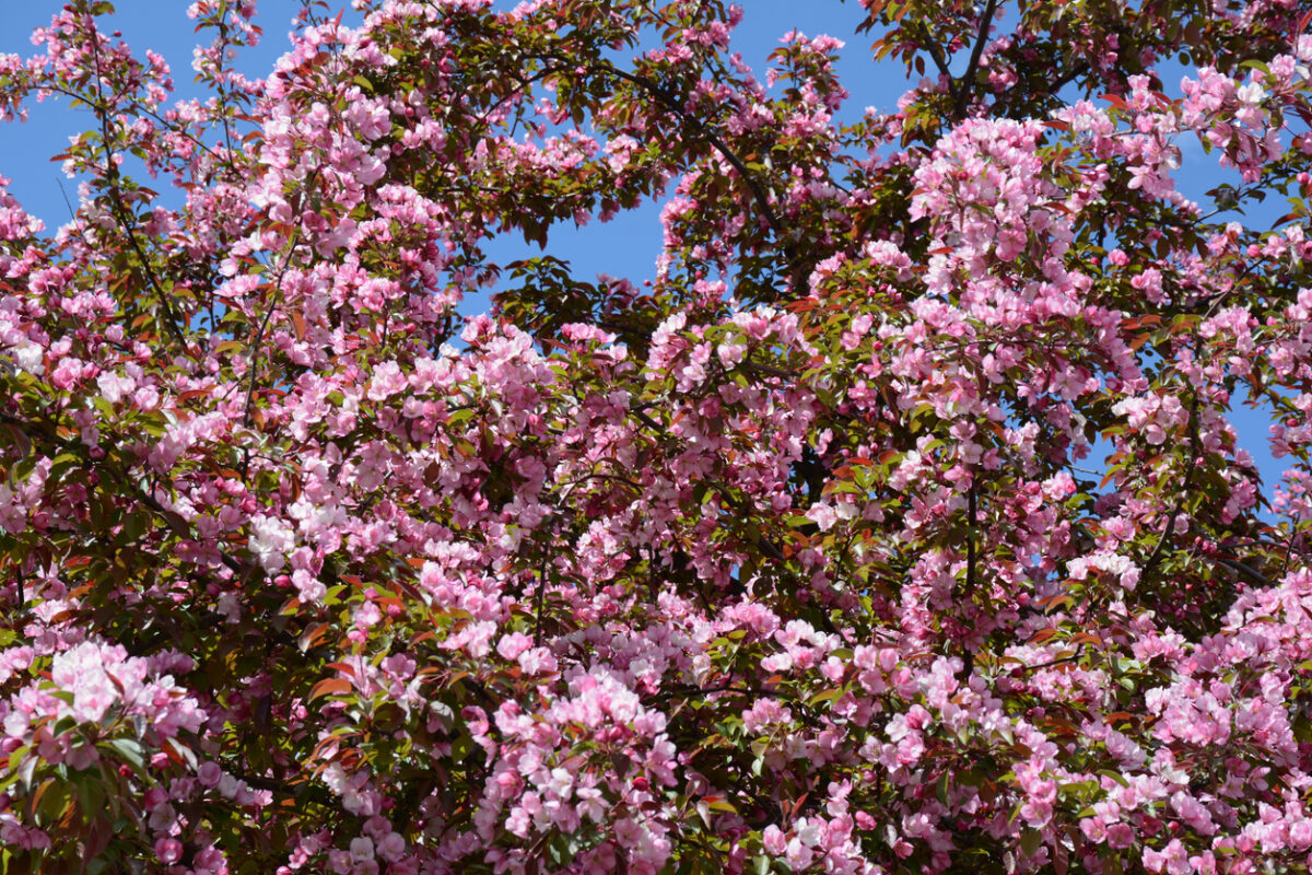 arbres en fleurs