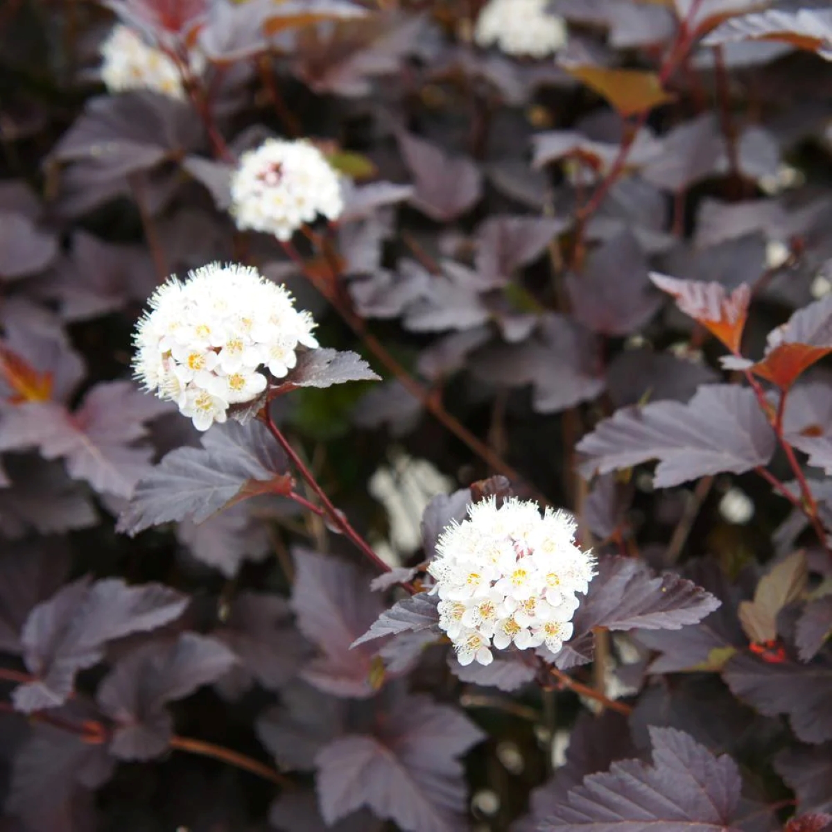 White flowers with purple leaves