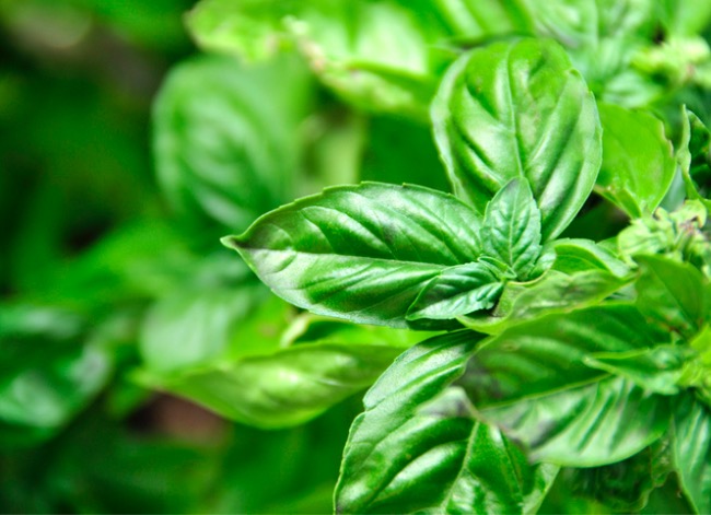 You’re Probably Harvesting Your Herbs Wrong—Here’s How to Do it Correctly for Maximum Yield