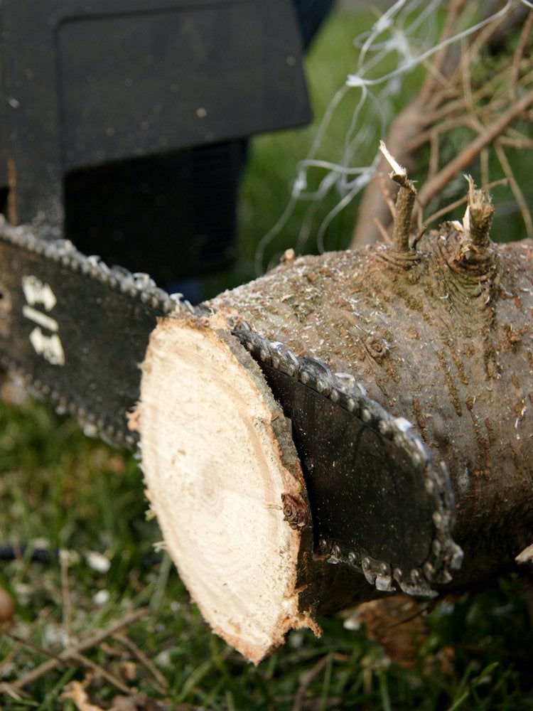 How to Make Your Christmas Tree Last All Season