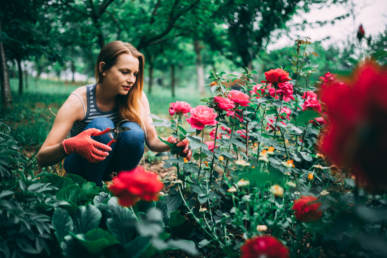 when to prune roses