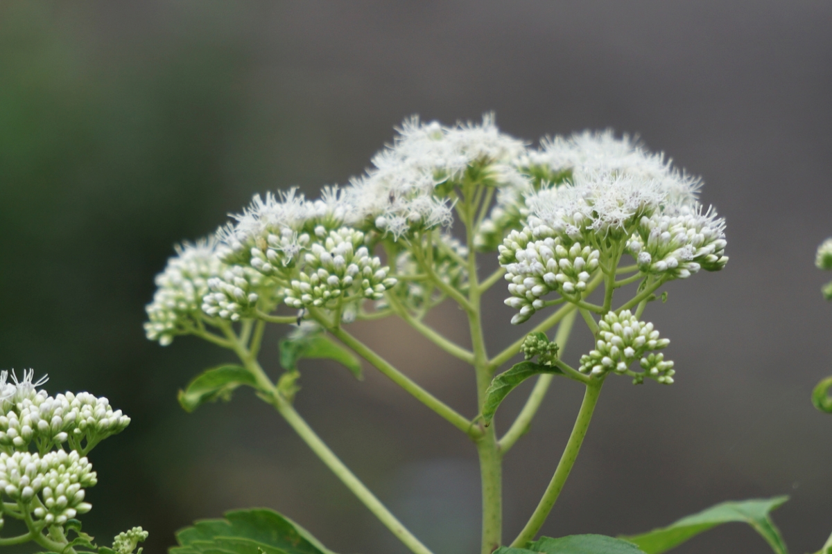 Plant with clustered white flowers.