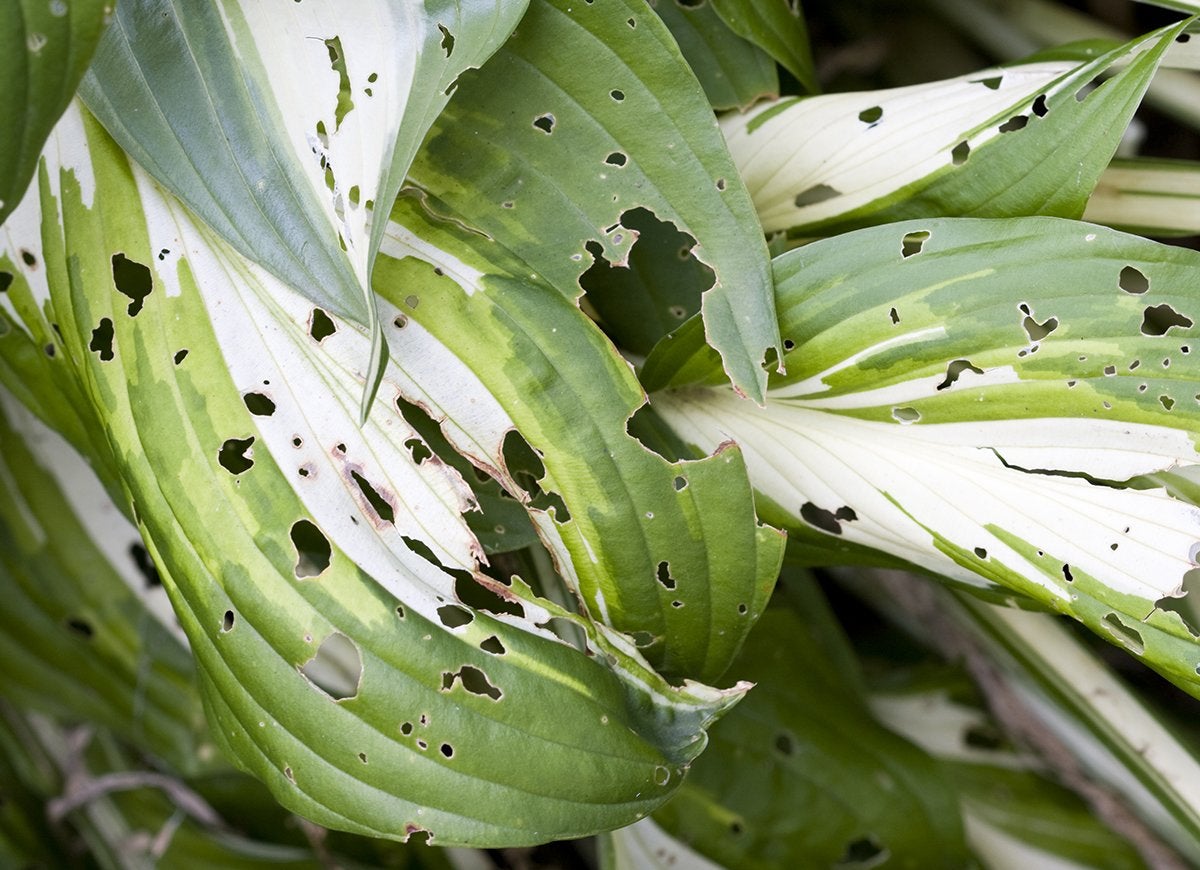 9 Signs You Have a Pest Problem in the Garden