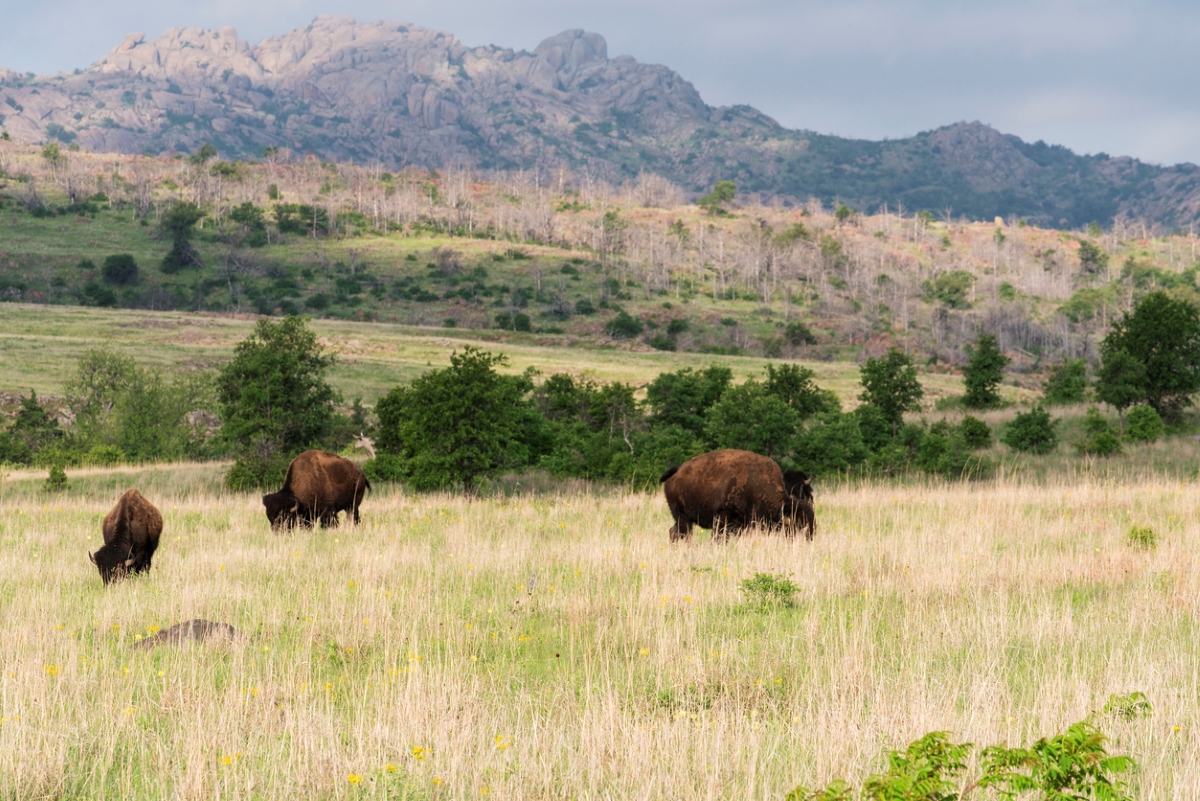 Paysage de prairie avec des buffles.