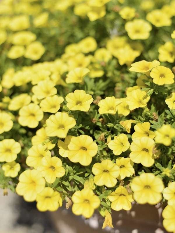 istock plants for hanging baskets Calibrachoa-Hanging-Baskets