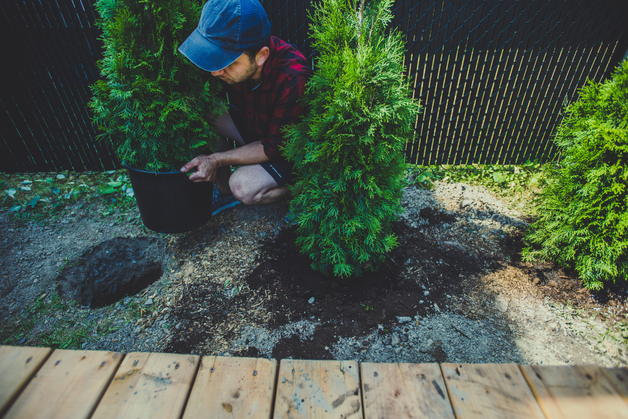 arborvitae turning brown