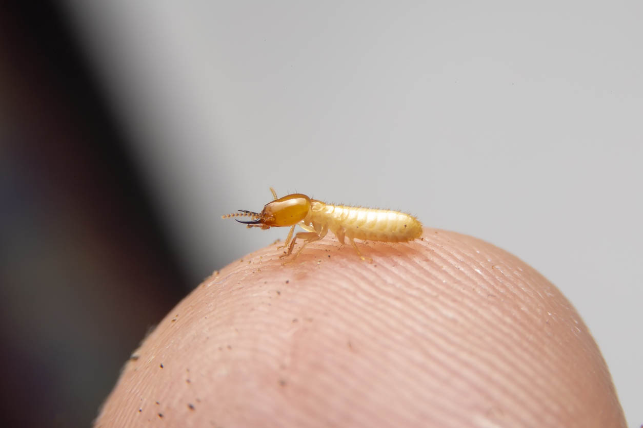 Signs of Termites Worker termites