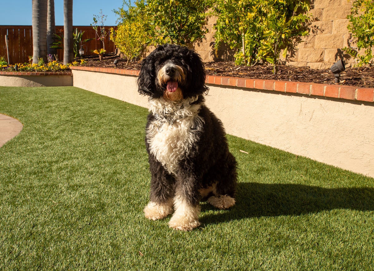 The Most Common Questions About Artificial Grass, Answered