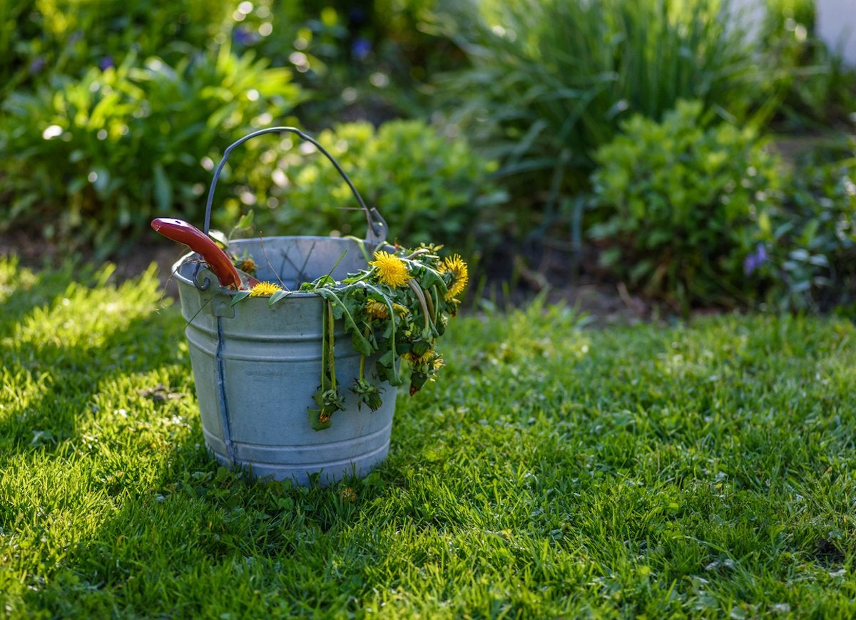 The Best Things You Can Do for Your Lawn