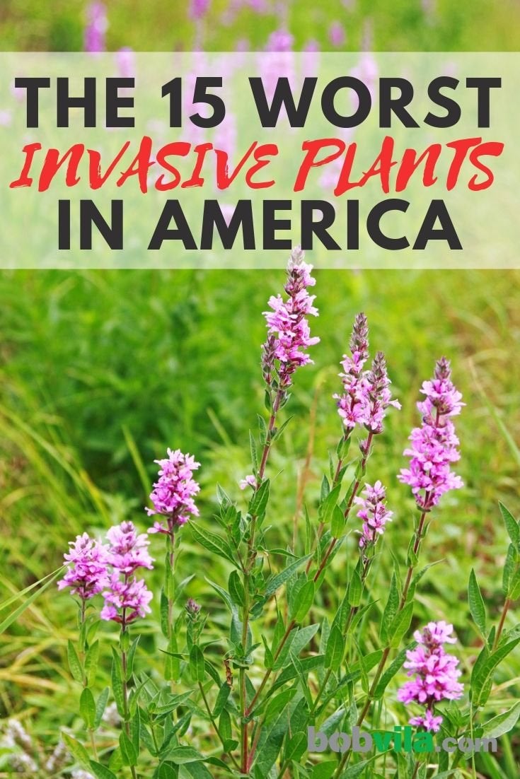 The 15 Worst Invasive Plants in America