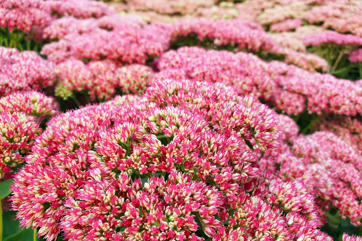 fleurs d'été