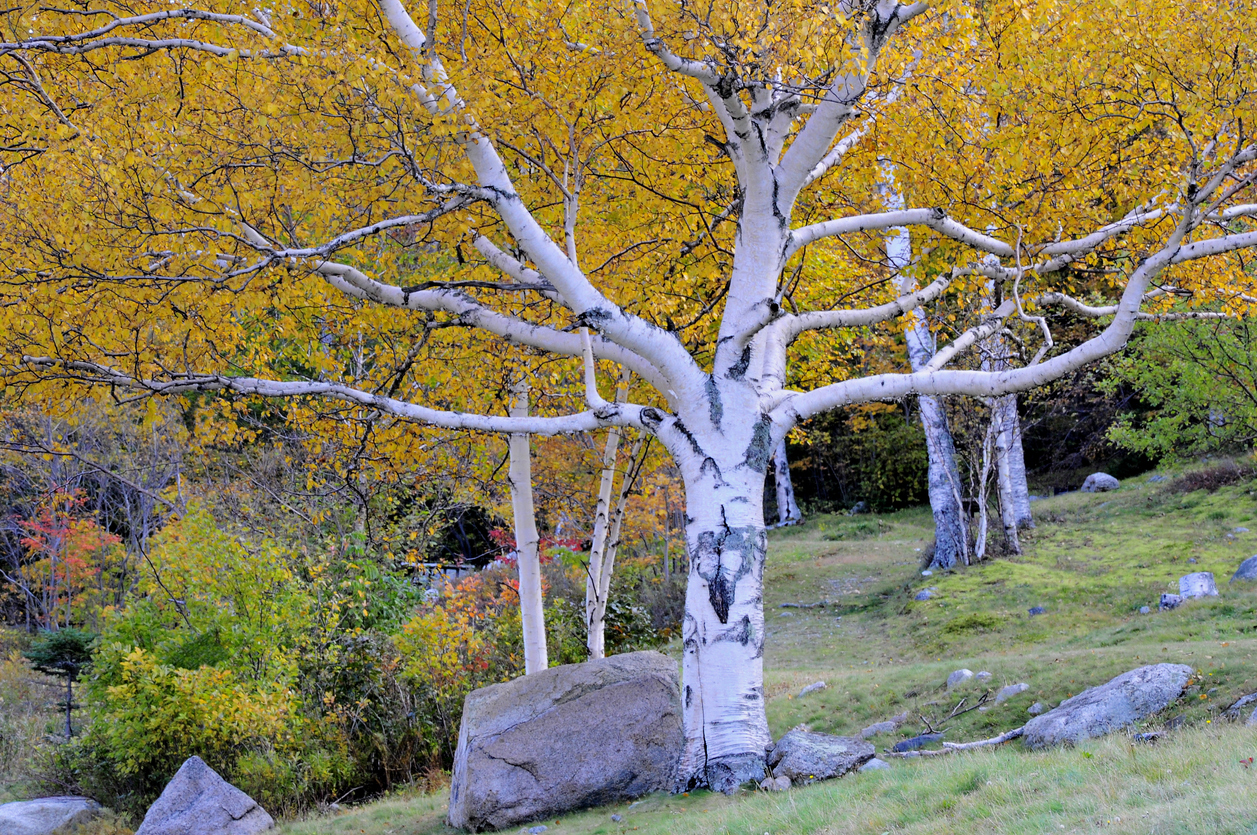 arbres d'ombrage à croissance rapide bouleau à papier feuilles jaunes