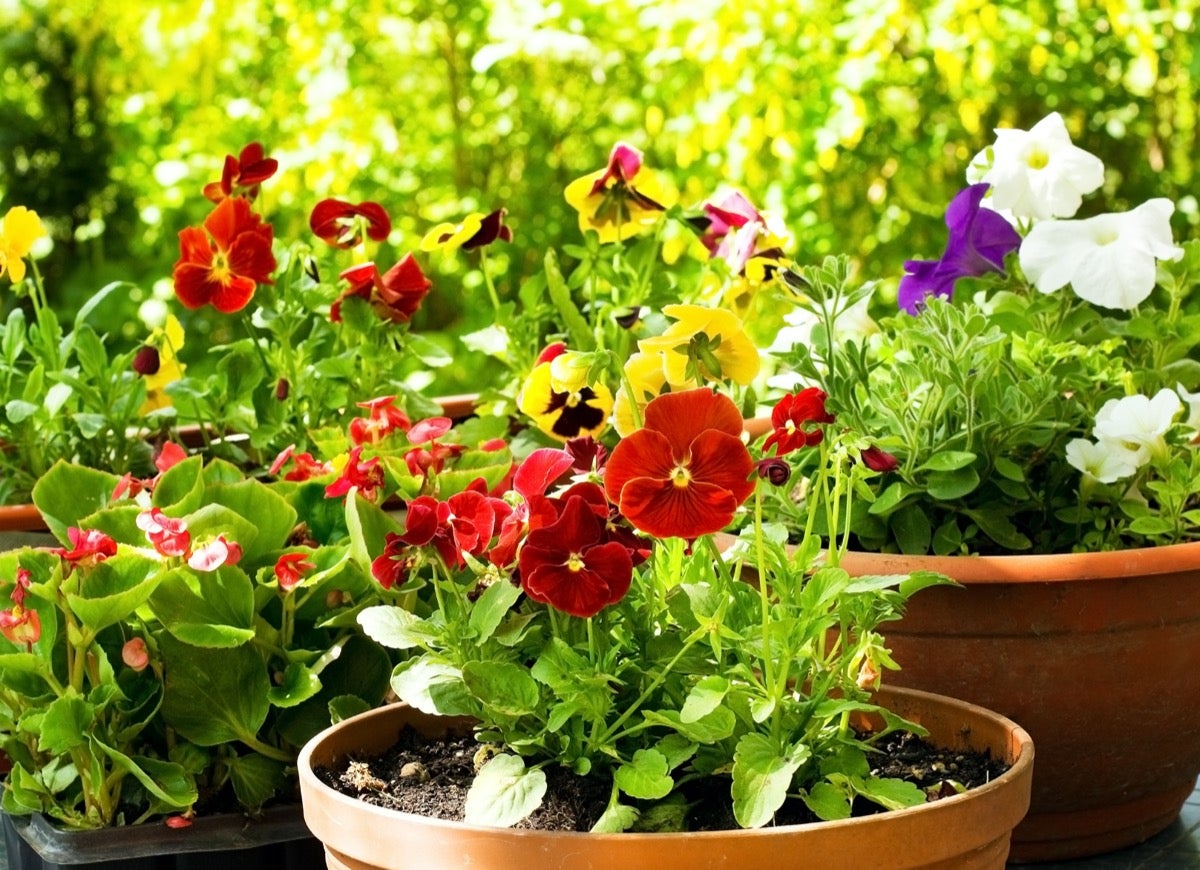 The Best Container Plants for Full Sun