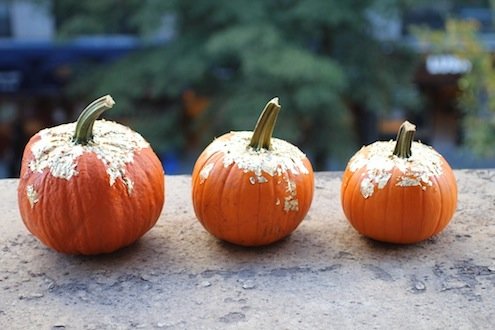 Pumpkin Gold Leaf