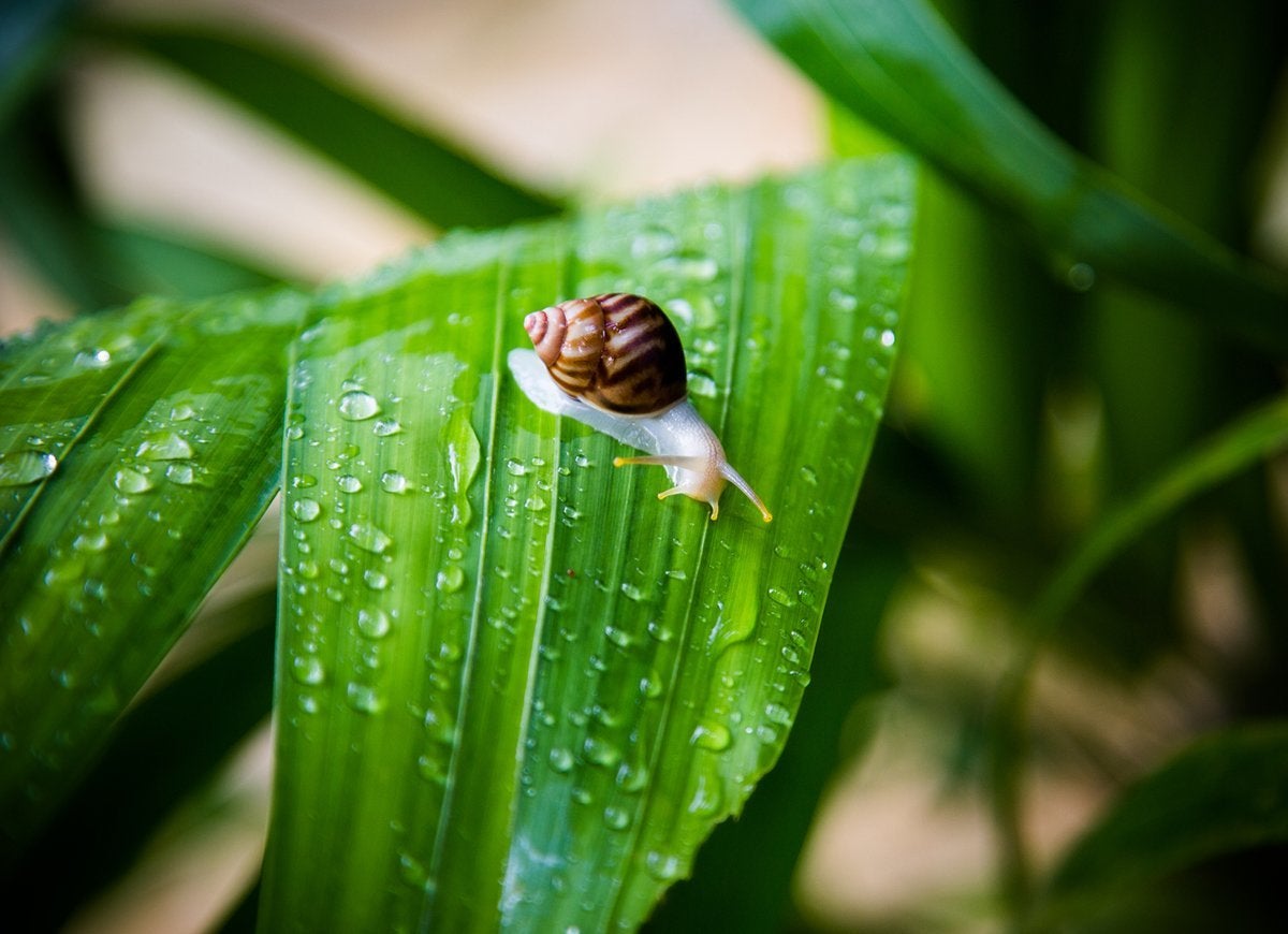 20 Tips for Keeping All Critters Out of Your Yard and Garden