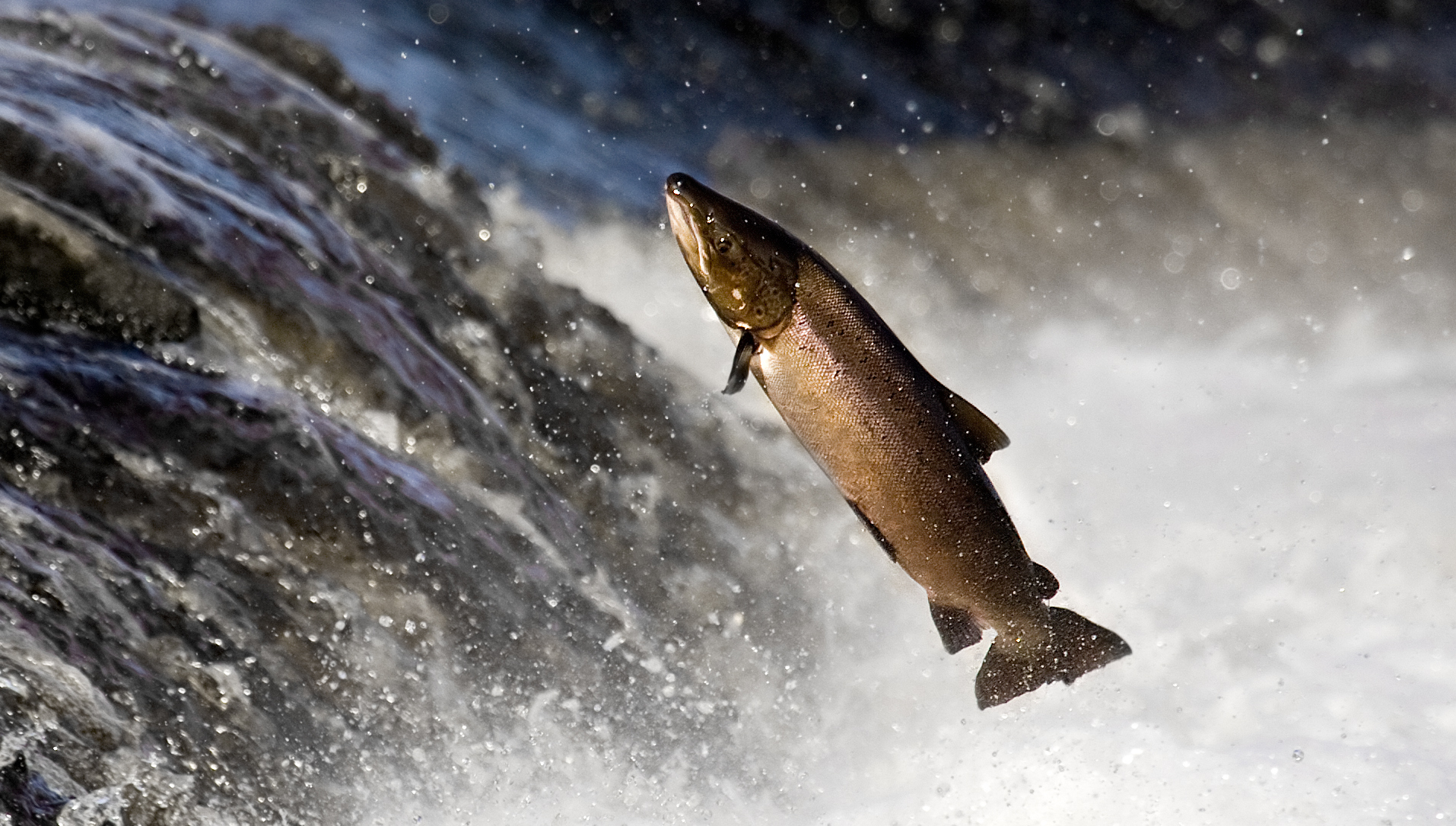 Salmon leaping rapids