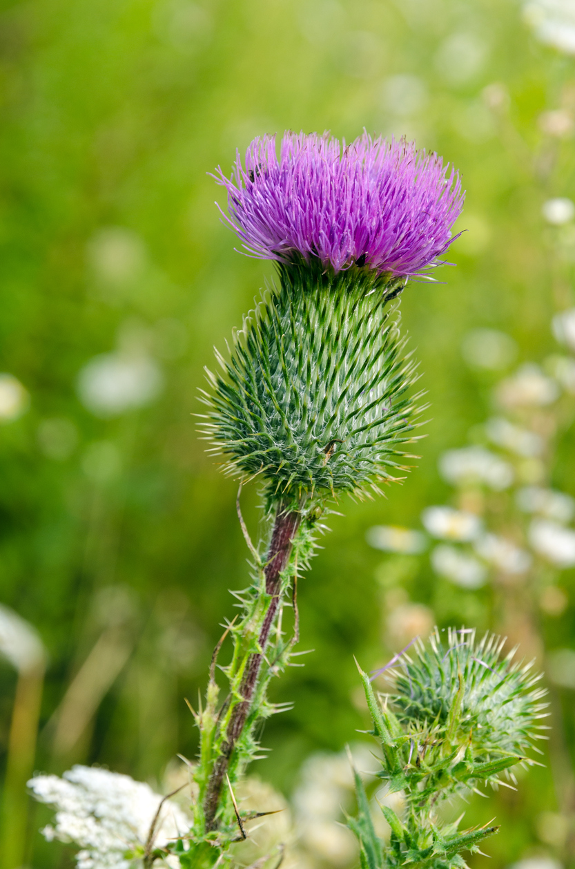 pelouse mauvaises herbes chardon des champs