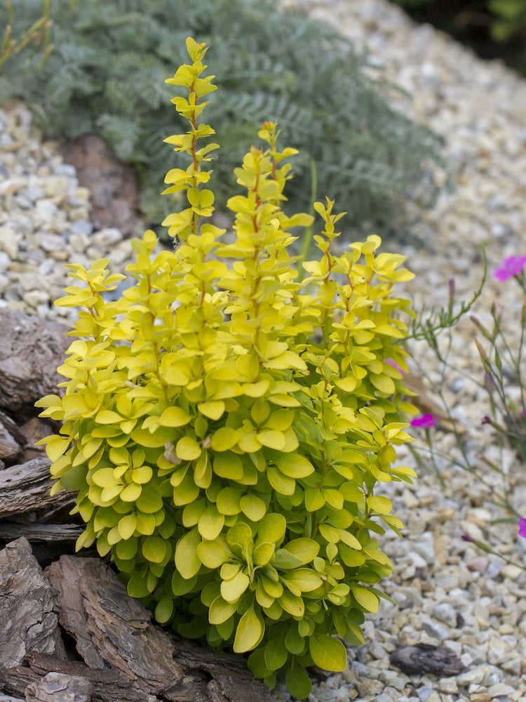 25 No-Effort Plants for a Foolproof Landscape