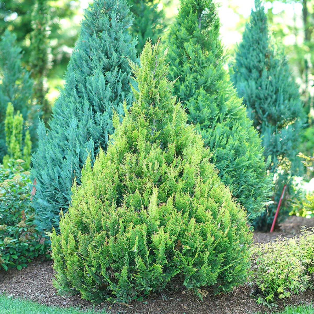 False cypress shrubs