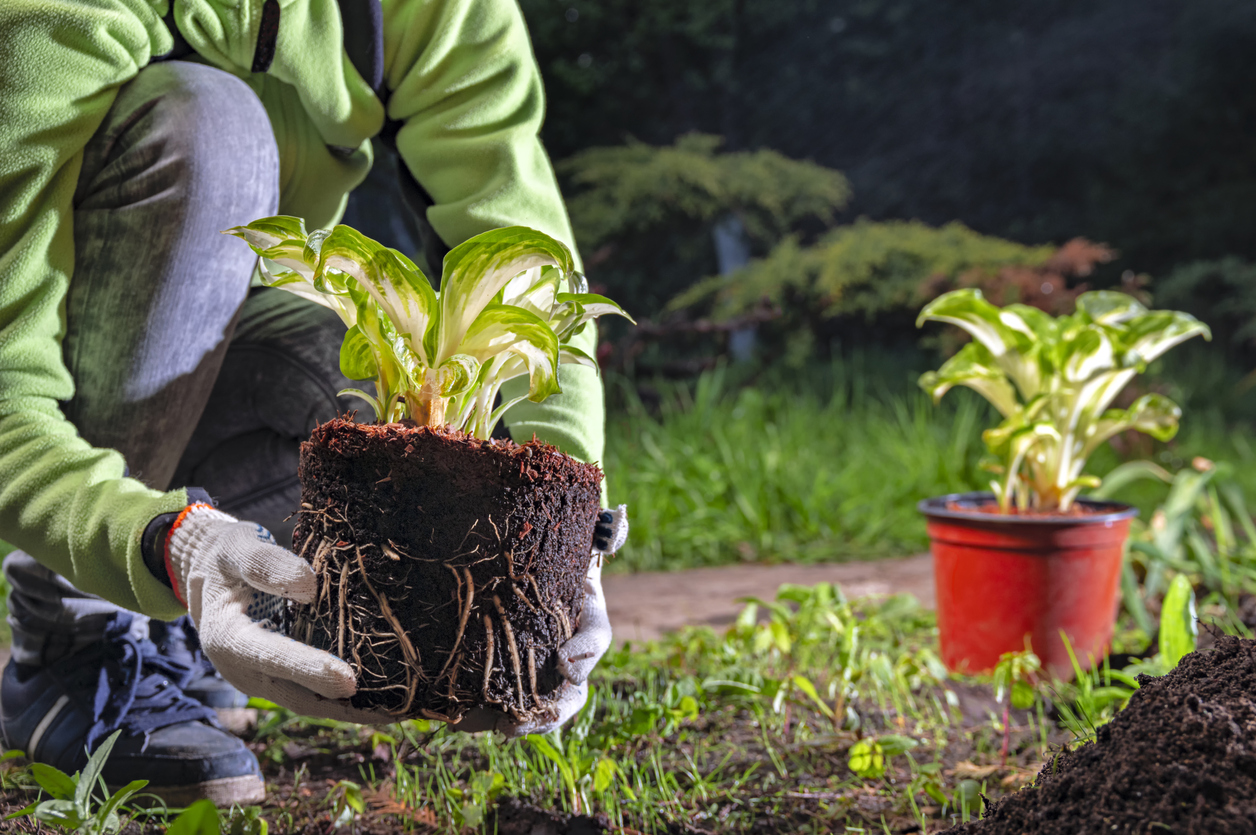 Une jardinière transplante manuellement une plante du pot dans le sol. Des mains féminines portant des gants blancs tiennent la plante Hosta.