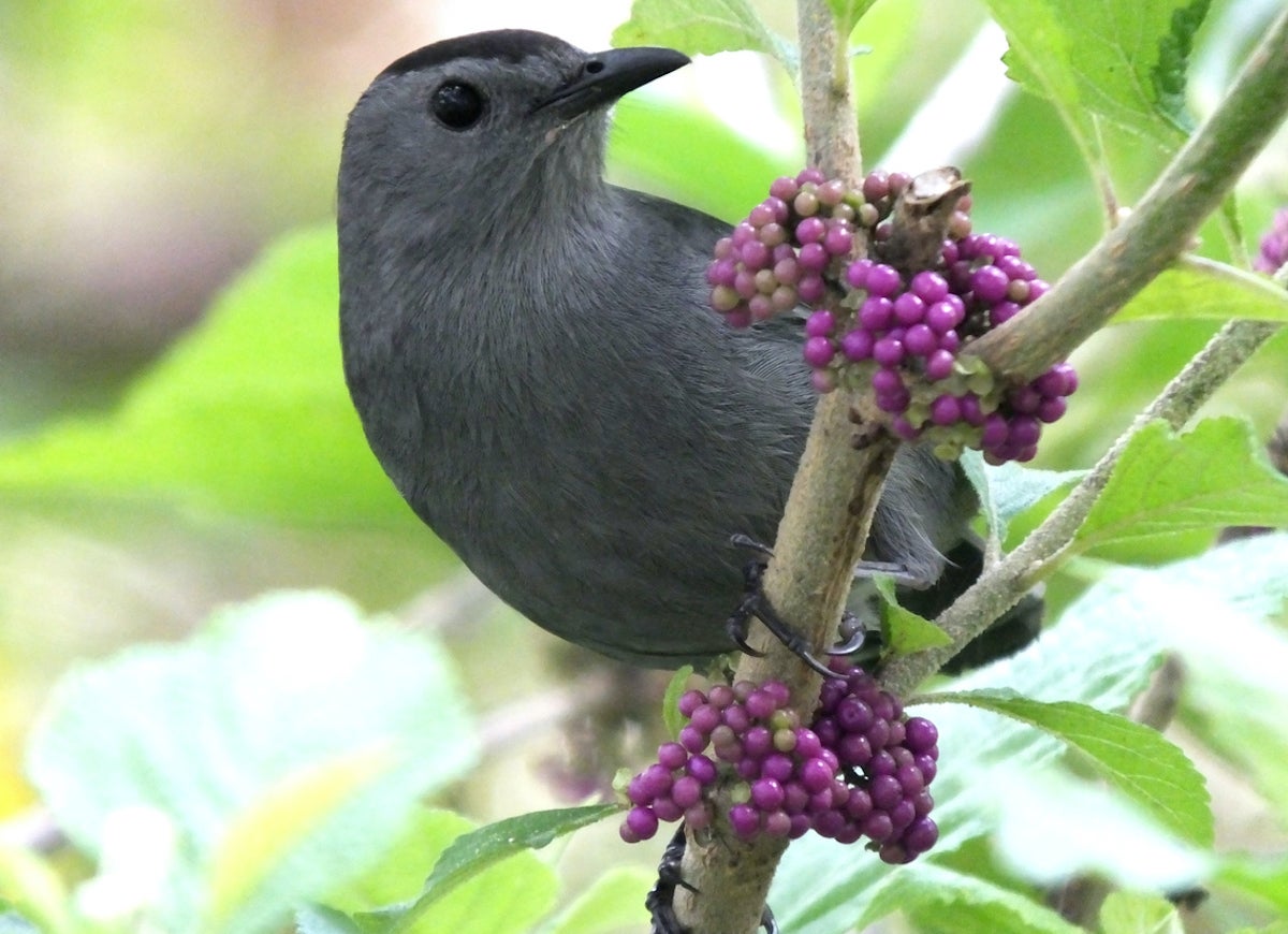 10 Garden Plants That Will Feed Backyard Birds in Fall and Winter