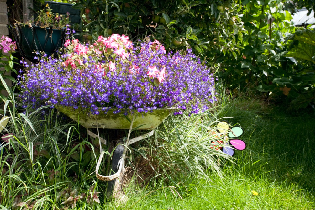 An old wheelbarrow repurposed as a flower bed with purple flowers filling the space.