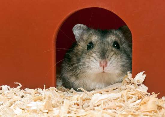 Hamster looking out of red enclosure