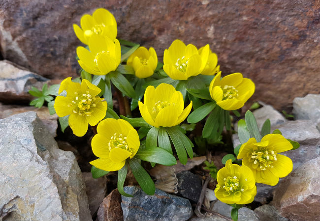 8 fleurs d'hiver colorées à connaître - L'aconit d'hiver