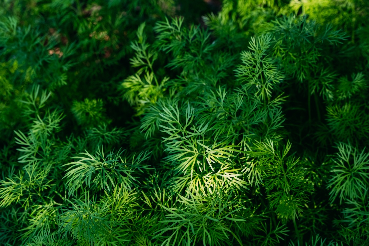 Dill growing in garden bed.