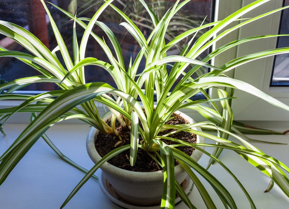 10 Low-Maintenance Houseplants to Keep Indoor Air Fresh