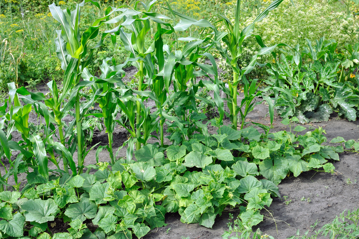 iStock-494184033 three sisters garden corn plants with squash in the same garden