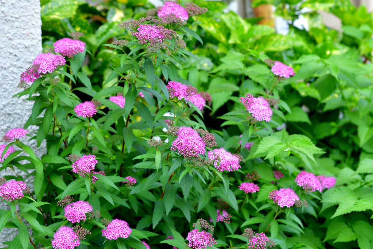 Spiraea japonica, communément appelée spirée du Japon ou reine-des-prés du Japon, est un arbuste caduc dense, dressé et en forme de monticule qui atteint 1 à 2 mètres de haut. De minuscules fleurs roses en grappes à sommet plat couvrent le feuillage de la fin du printemps au début de l'été, avec parfois une floraison éparse et intermittente.