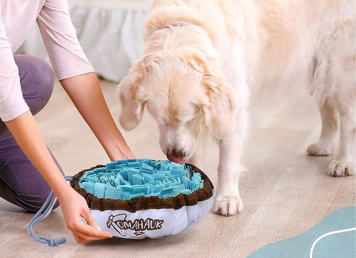 Golden Retriever using TOMAHAUK Snuffle Mat for Dogs