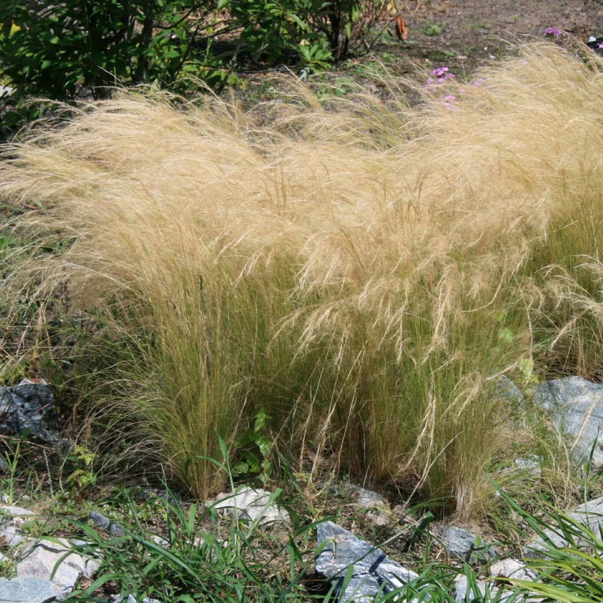 Large ornamental grasses with long blades and feathery heads.