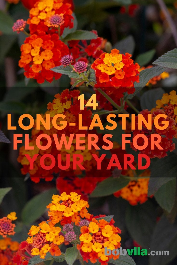 14 Long-Lasting Flowers for Your Yard