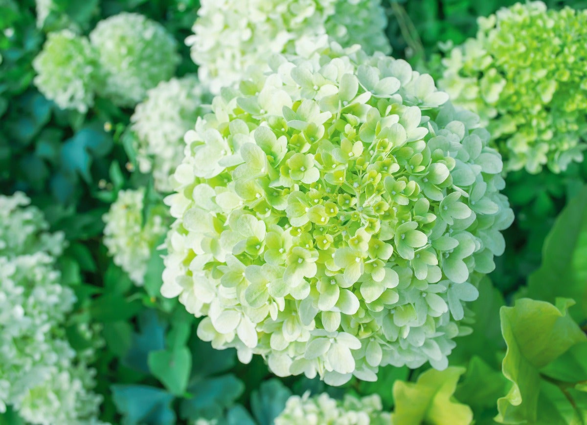 Plant These 12 Hydrangeas for a Showstopping Garden