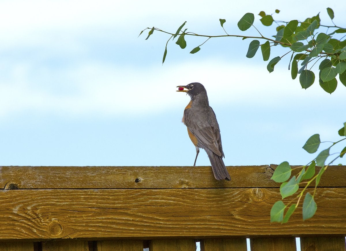 20 Tips for Keeping All Critters Out of Your Yard and Garden