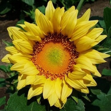 10 Not-to-Be-Missed Sunflower Blooms