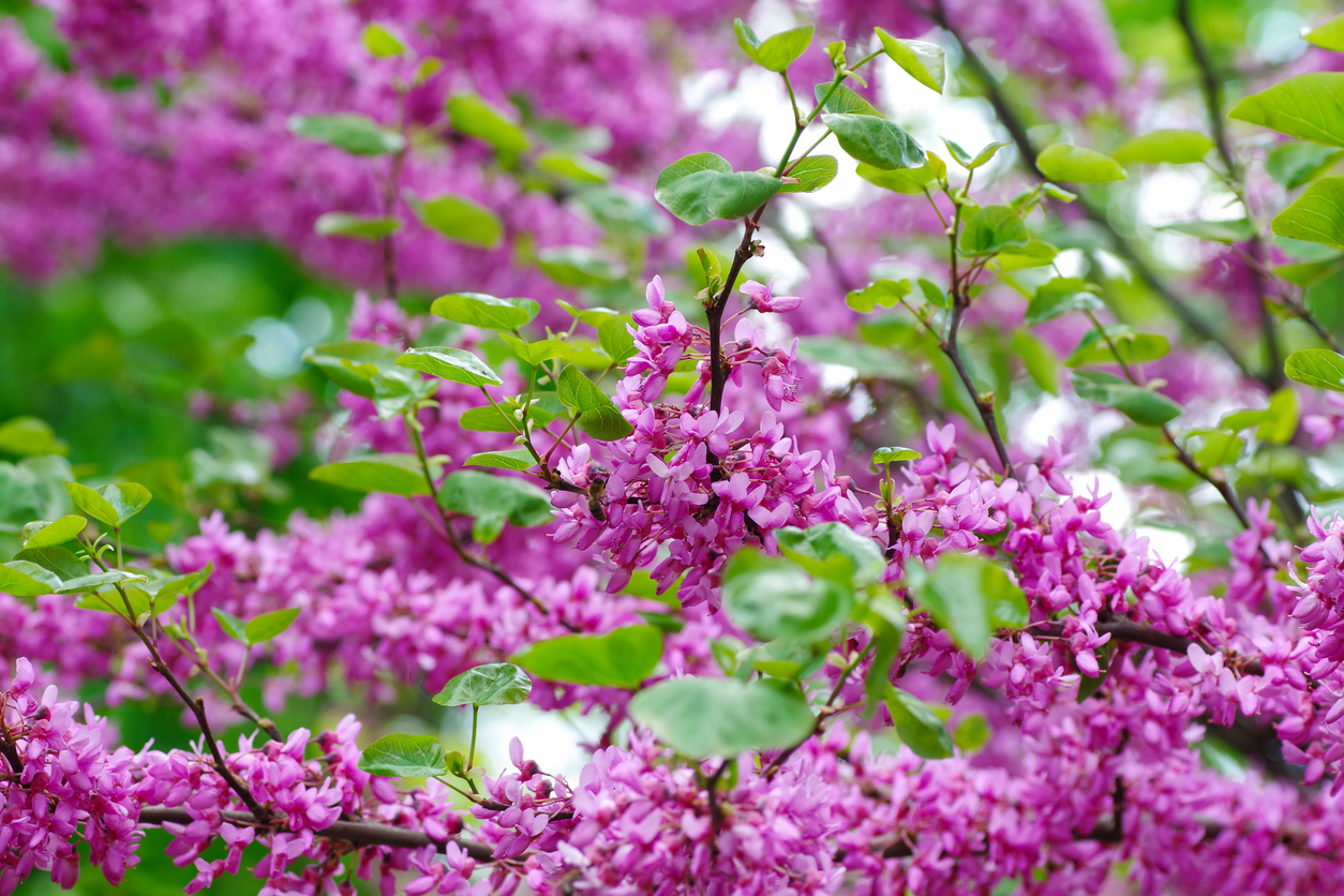 fleurs roses d'un redbud sur des branches