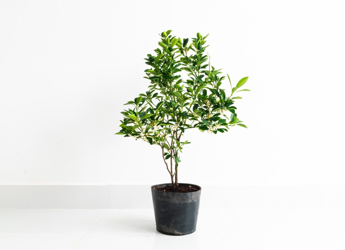 10 Indoor Fruit Trees You Can Grow at Home Year-Round