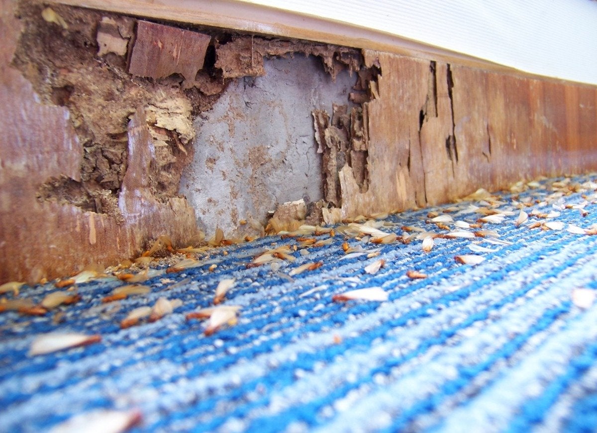 These 13 Pests Do the Most Damage to the Home