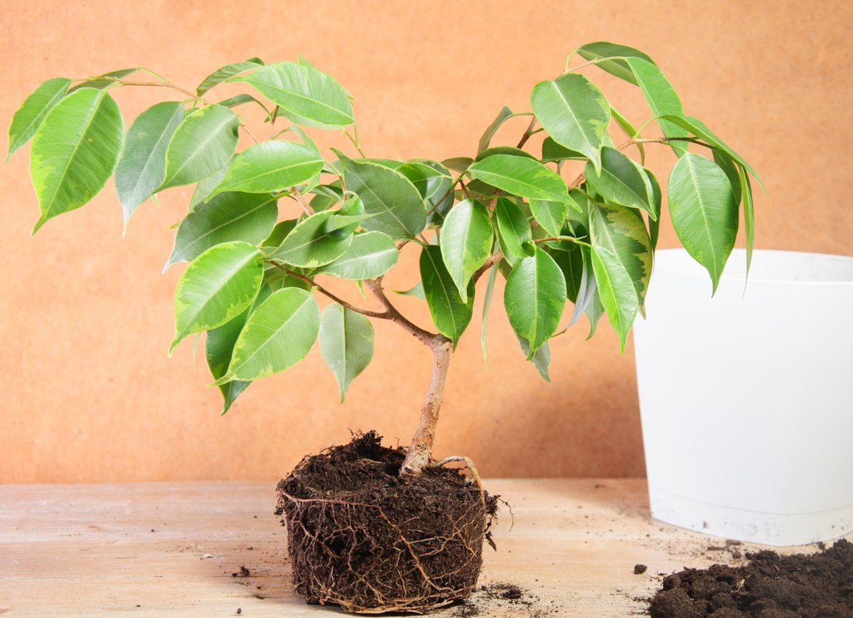 14 Symptoms of an Unhappy Houseplant (and How You Can Treat Them)