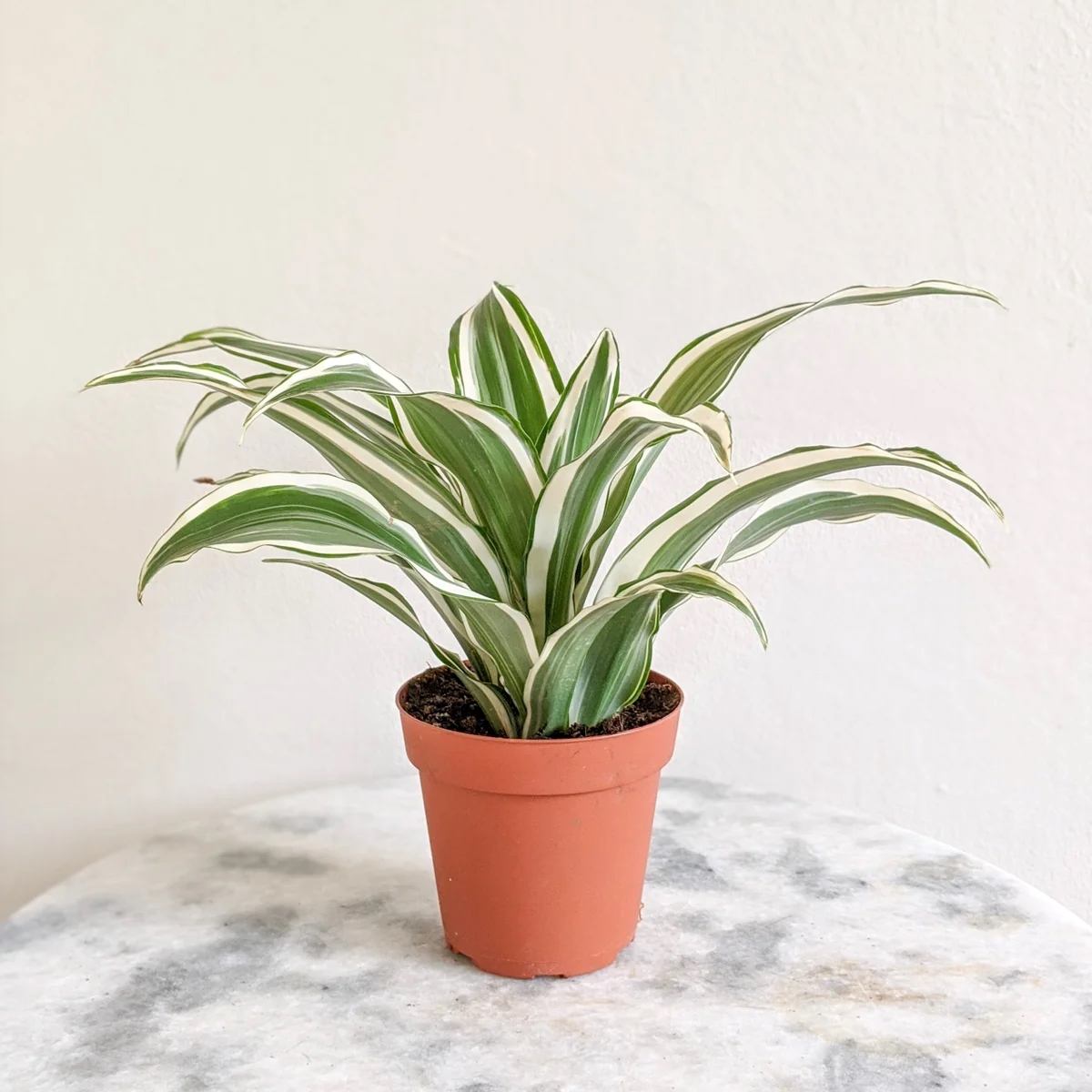 Plant with green leaves and white stripes